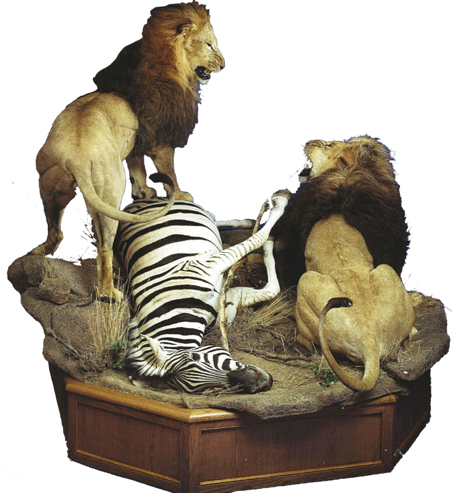 Lions fighting over a zebra.